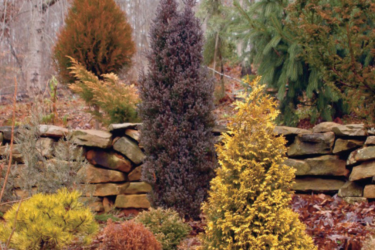 Colorful Conifer Trees and Shrubs