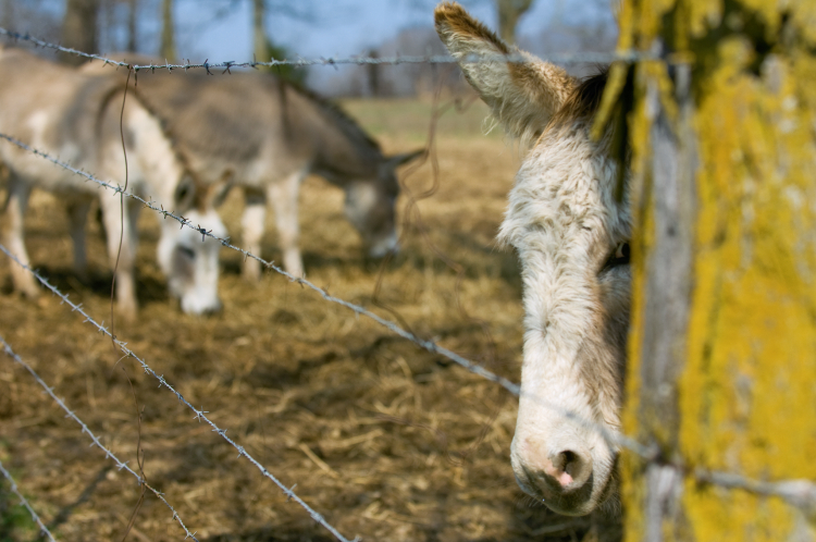 Adopt Wild Burros at Carr's Ranch in Tennessee