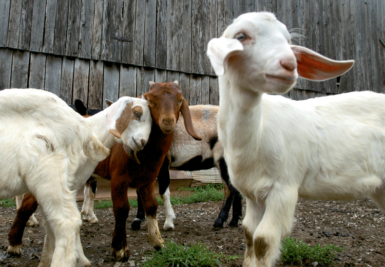 Goats, Music and More Festival in Lewisburg in October
