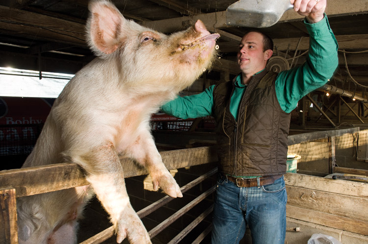 Brandon Whitt, pigs, farming