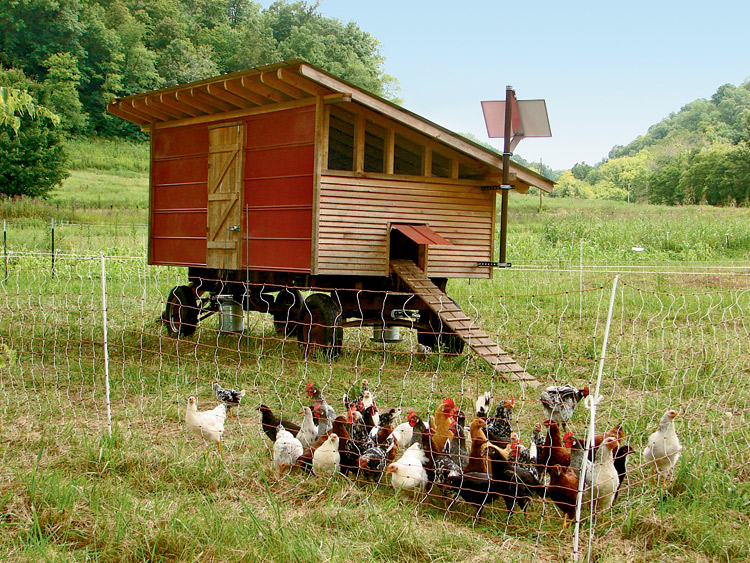 chickens, farm, hen house