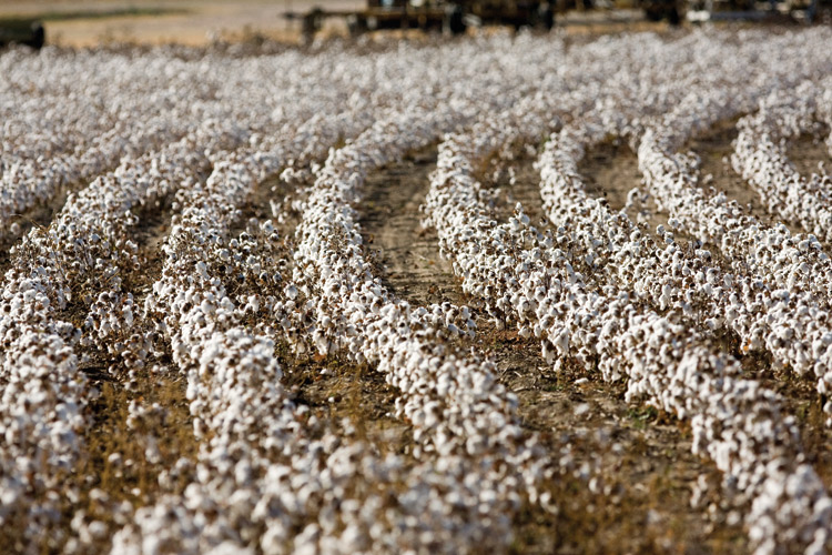 Discover The Crop - The Cotton Museum of Memphis