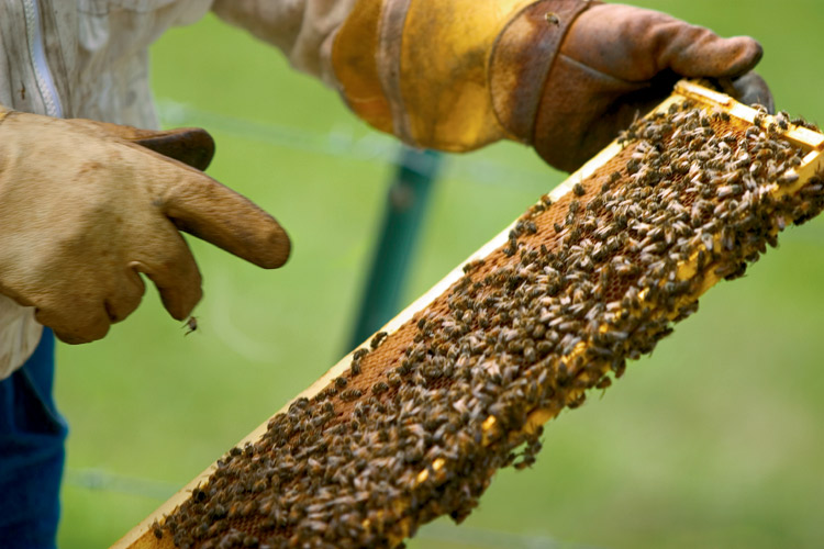 Beekeeping in Tennessee