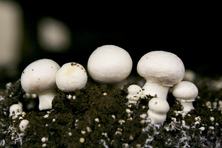 Monterey Mushrooms’ white buttons