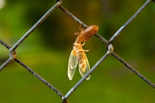 Cicada nymph emerging in Tennessee