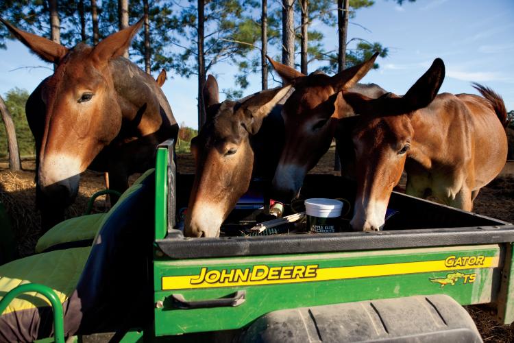 Lake Nowhere Mule and Donkey Farm in Martin, TN