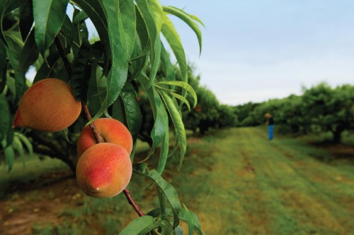 peach tree, Jones Orchard, TN