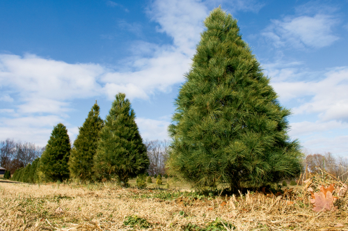 How to Replant Your Christmas Tree