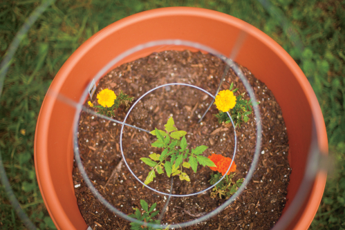 An container Garden with a tomato plant and marigolds