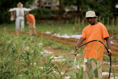 Inmates work in the Garden of Hope, Murfreesboro, TN