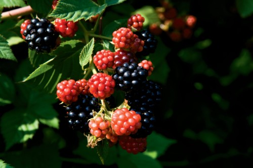 Picking blackberries in Tennessee