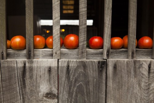Tomatoes sit on the windowsill of a cabin at the Taylor Family reunion in Brownsville