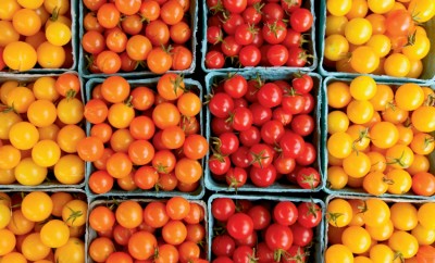 tomato farm facts