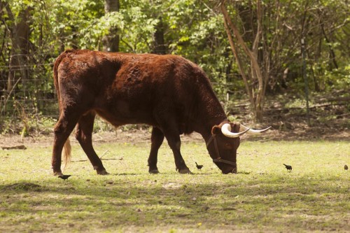Milking Devon steer