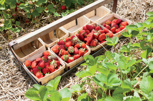 berry picking tips
