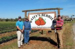 Batey Farms; strawberry picking tips