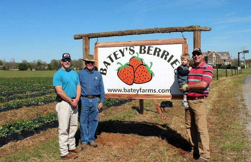 Batey Farms Strawberries