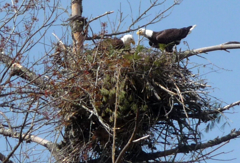 Eagle Nesting Spot