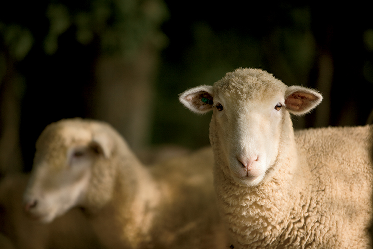 tn sheep farm