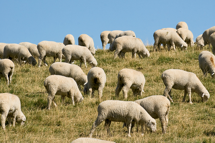 tn sheep farm