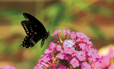 gardening for butterflies