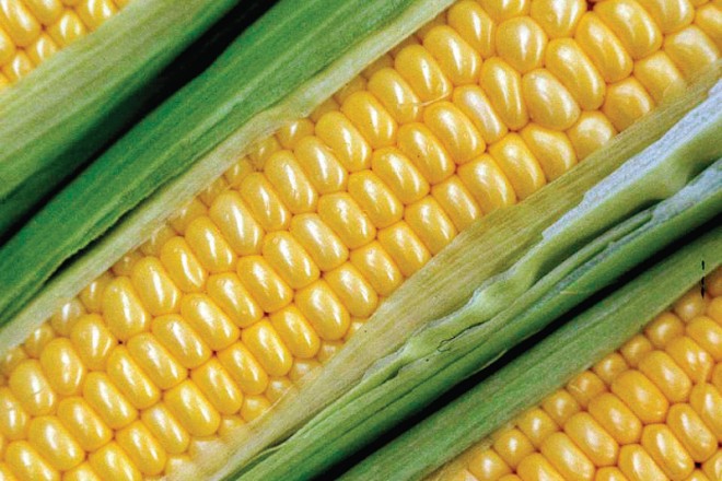 Sweet Corn facts