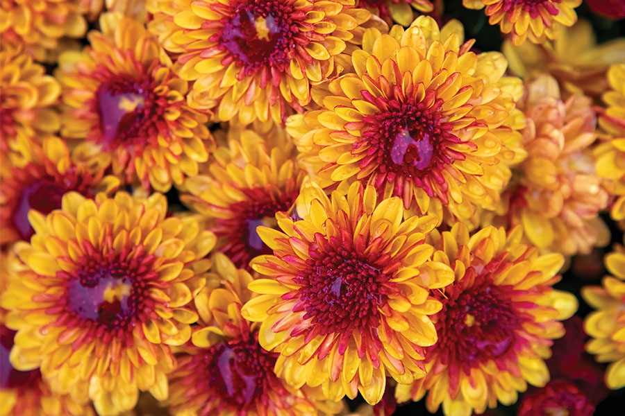 Plant Mums This Fall Tennessee Home