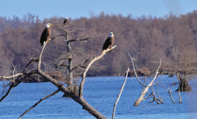 Bald eagles in TN