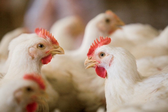 farm facts: chickens