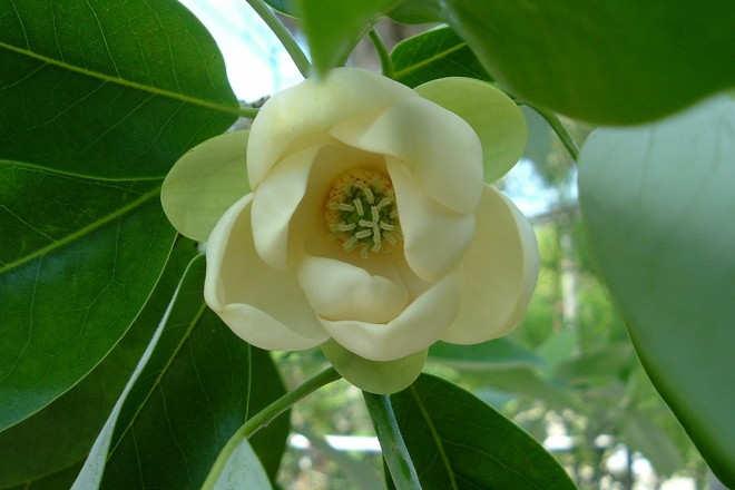 Sweet Bay Magnolia