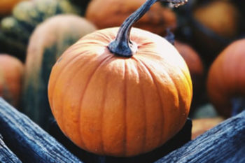 backyard pumpkin tips