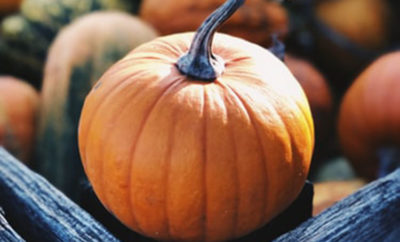 pumpkin growing tips