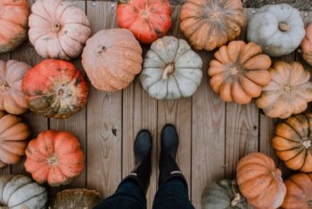 backyard pumpkin tips