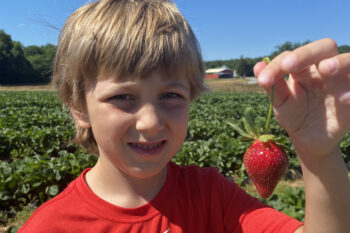 Strawberry picking at Batey Farms in Tennessee