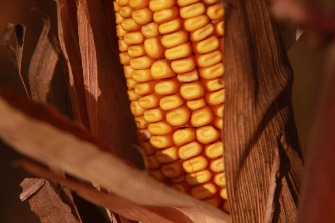 dent corn in field