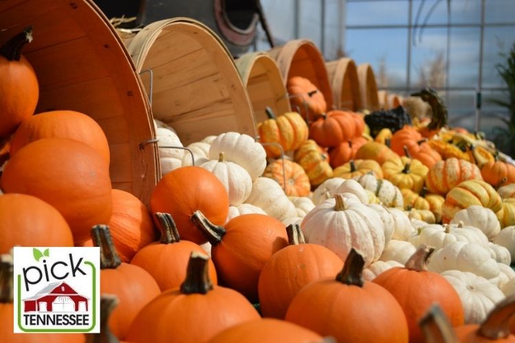 Pick Tennessee fall agritourism