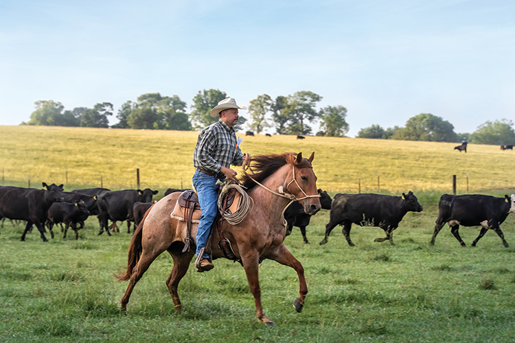 Horses Managing Cattle