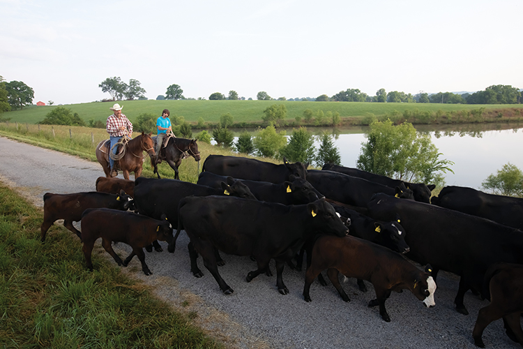 Kevin Thompson, left, moves cattle down road with Nolan Rinks at the Middle Tennessee Research and Eduction Center in Spring Hill. 