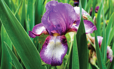 Tennessee iris