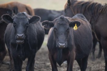 beef cattle facts