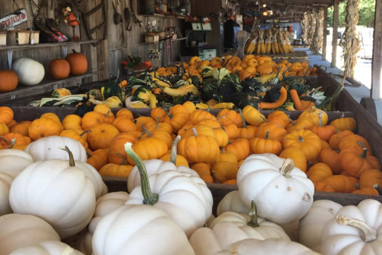 Fall at Cedarwood Farms in McMinnville - Tennessee Home and Farm