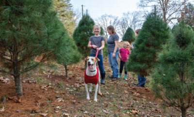 Families like the Daltons can choose and cut their own tree at Camp’s.