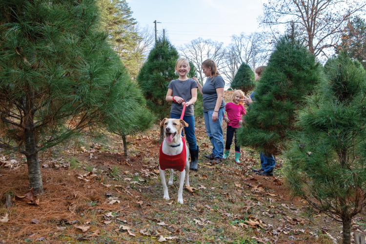 Families like the Daltons can choose and cut their own tree at Camp’s.