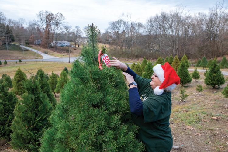 The Camp family grows over 10 types of evergreens on 14 acres.