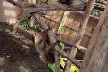 Sloth Barn at Tennessee Safari Park