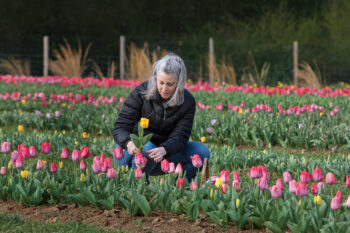 Amy Castle picks tulips at Lorenzen Family Farm, a pick-your-own flower farm in Dayton, Tennessee.