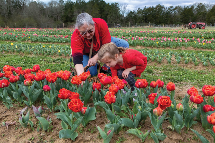 U-pick tulip field