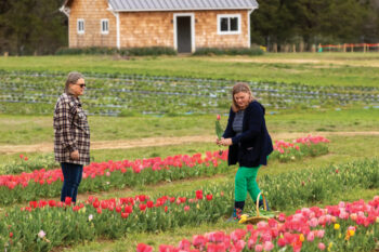 Lorenzen Family Farm welcomes visitors to pick tulips