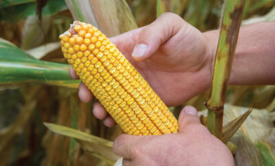 corn for ethanol production