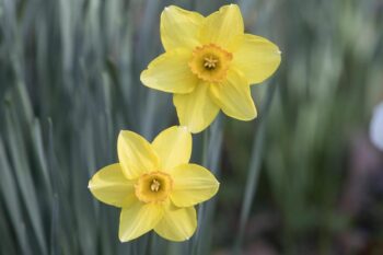 Daffodil Day in Bell Buckle